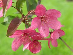flowers09a (51)